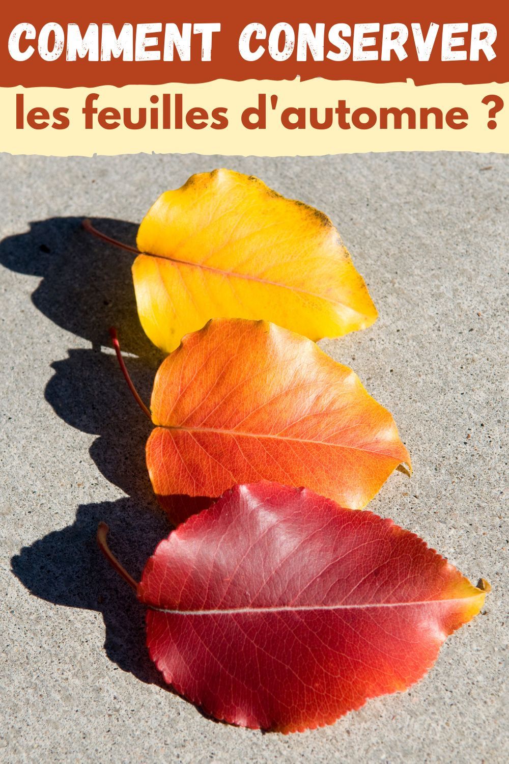 Comment conserver les feuilles d'automne | Feuille automne, Feuille, Automne