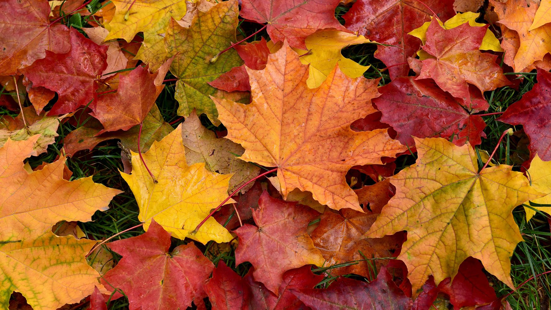Pourquoi les feuilles d'automne sont rouges, orange ou jaunes | Le Huffington Post LIFE