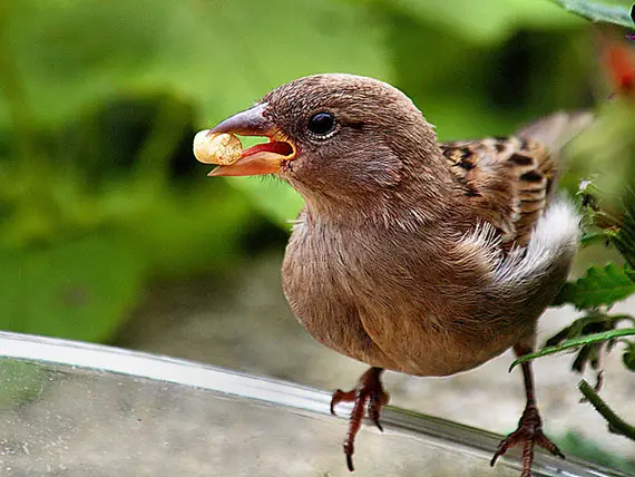 10 Petits Conseils pour Photographier les Oiseaux de Jardin - PhotoSavi