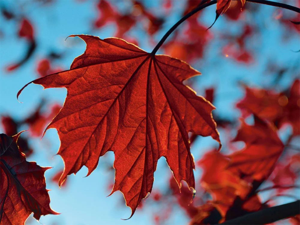 Les couleurs d'automne au Québec et au Canada en 20 images
