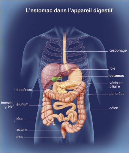ou se situe l estomac dans le corps humain - Genertore2