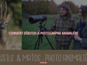 Comment débuter la photographie animalière ?