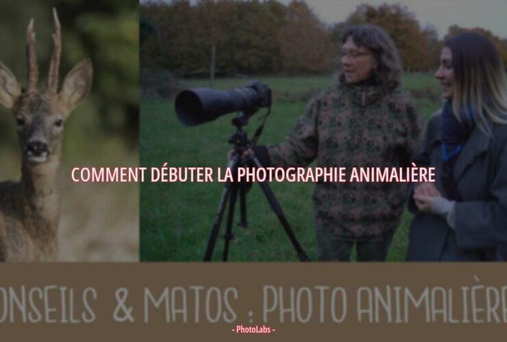 Comment débuter la photographie animalière ?