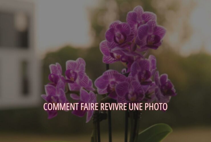 Comment faire revivre une photo ?