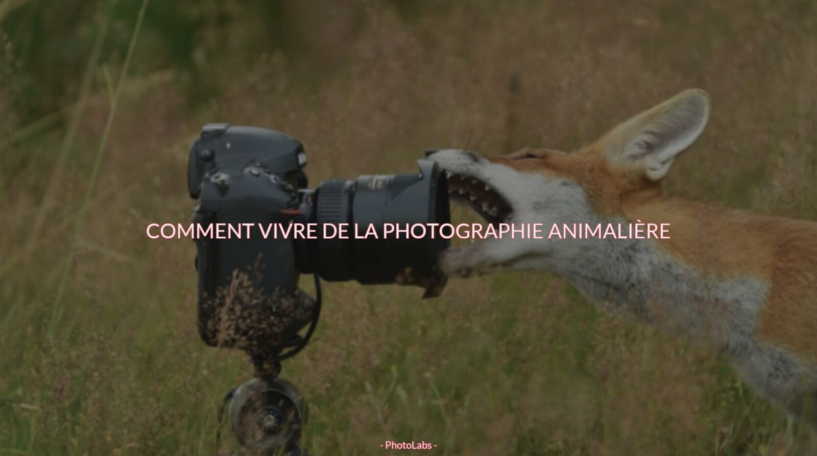 Comment vivre de la photographie animalière ?
