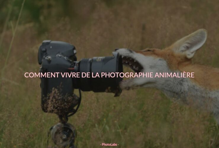 Comment vivre de la photographie animalière ?