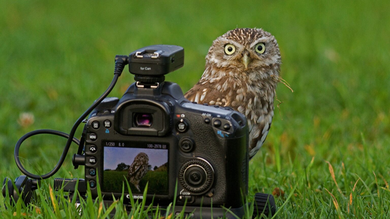 Les meilleurs concours photo 2021 : Photographie animalière - Photovore