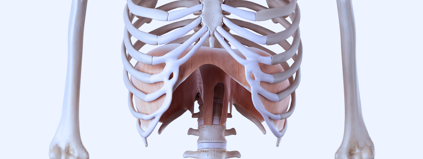 Les effets du diaphragme et du mouvement respiratoire | Le Réseau