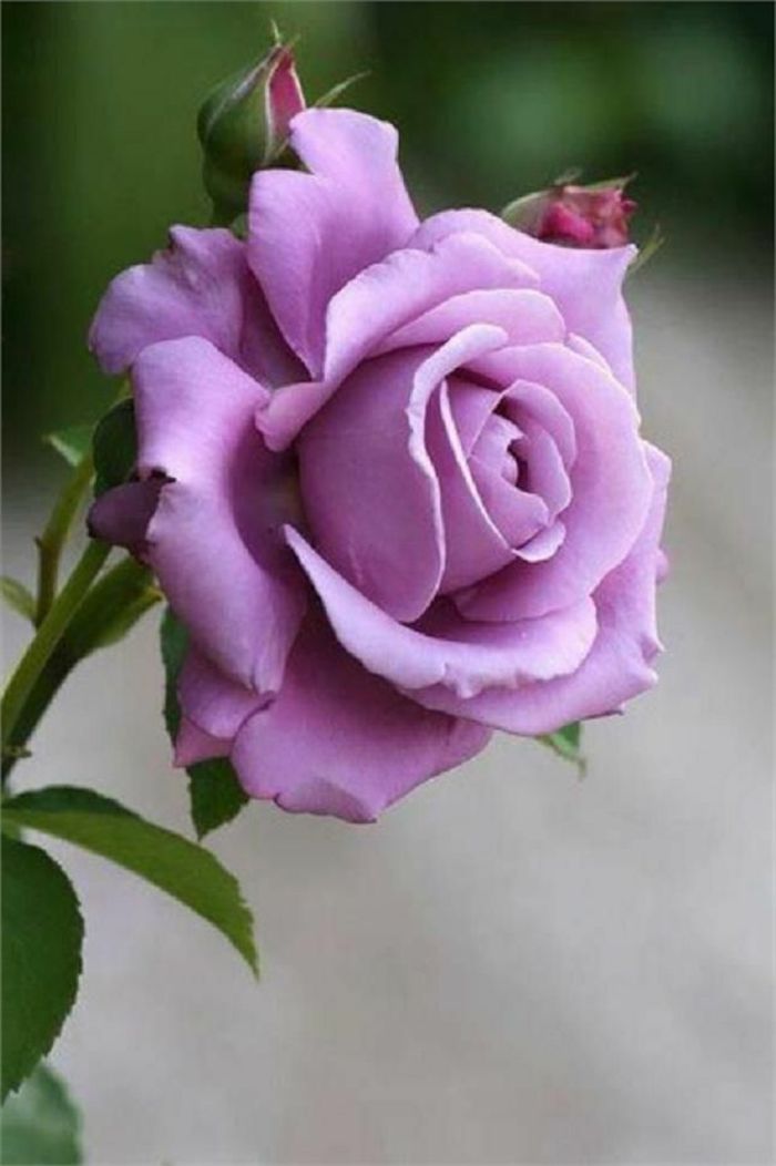 La signification des roses, quelle couleur de roses offrir ? | Belles images de fleurs ...