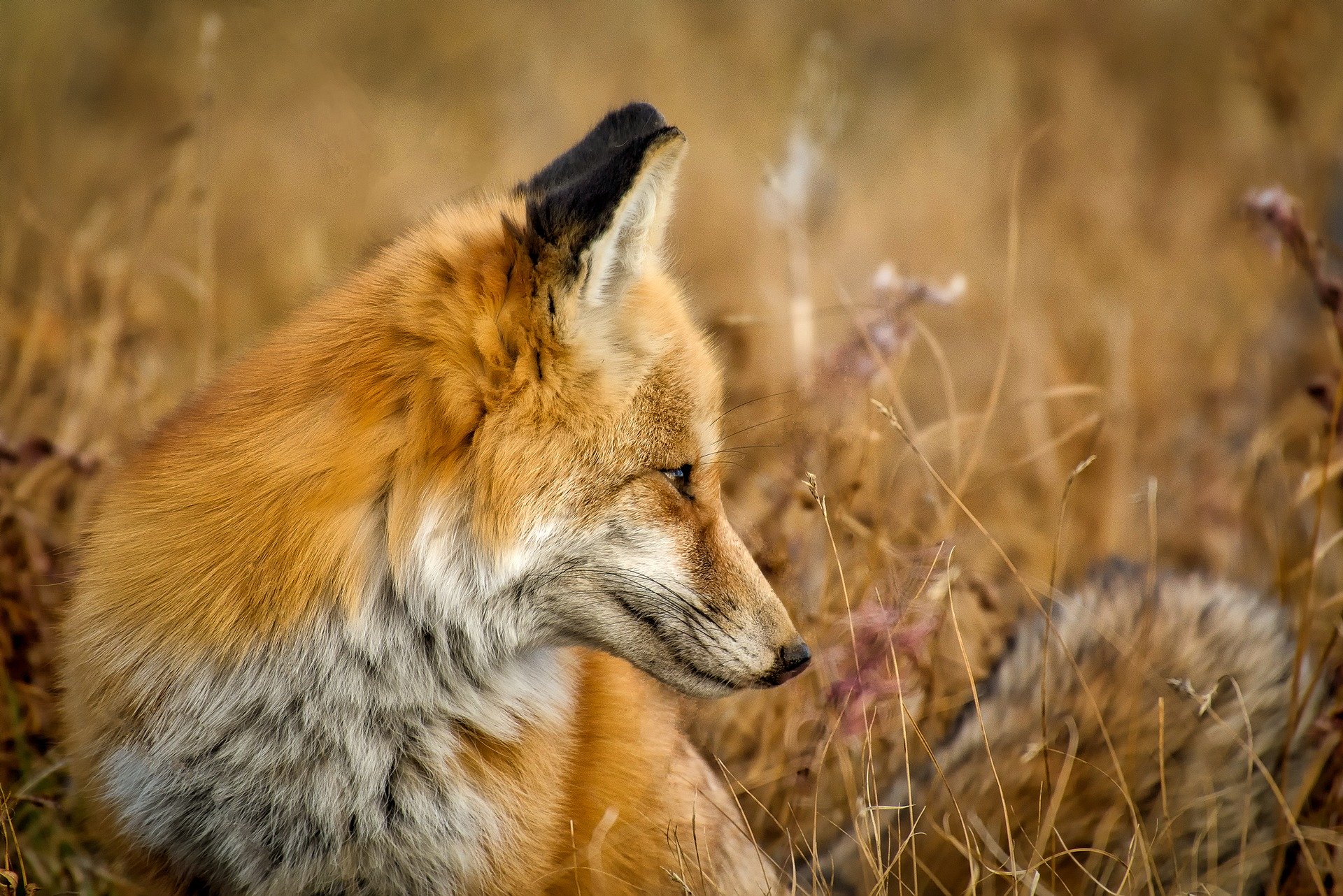 photographie animalière - Apprendre la Photo