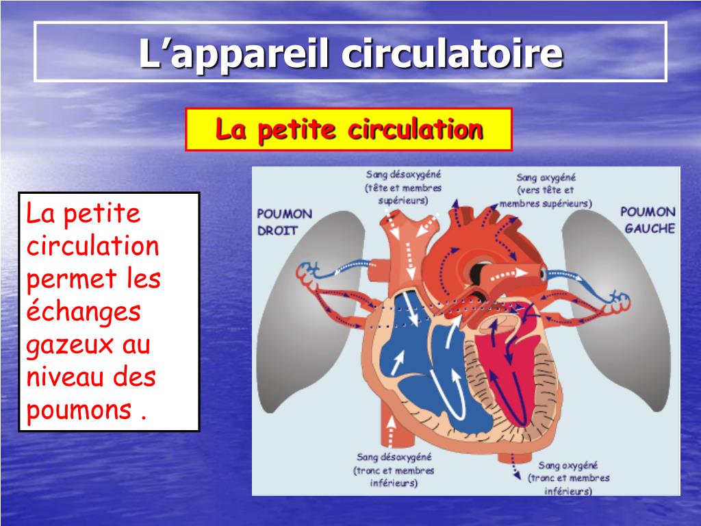 PPT - Anatomie et physiologie ( Niveau 2 ) PowerPoint Presentation, free download - ID:878440