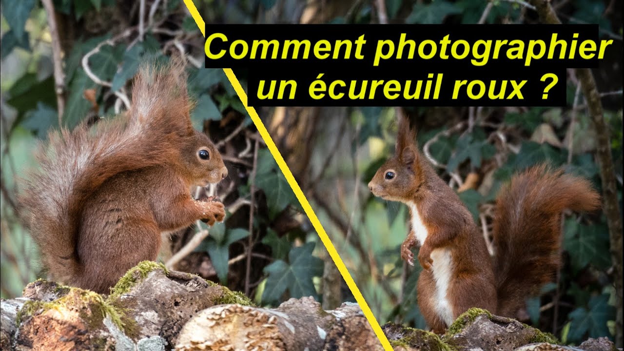 Photo animalière : comment photographier un écureuil #photoanimaliere #conseils #tuto - YouTube