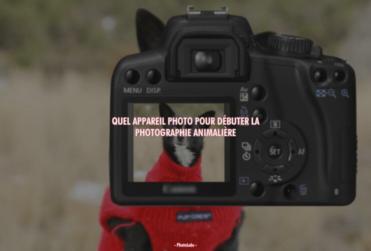 Quel appareil photo pour débuter la photographie animalière ?