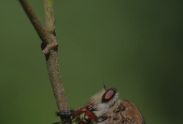 Quel objectif pour photographier les insectes ?