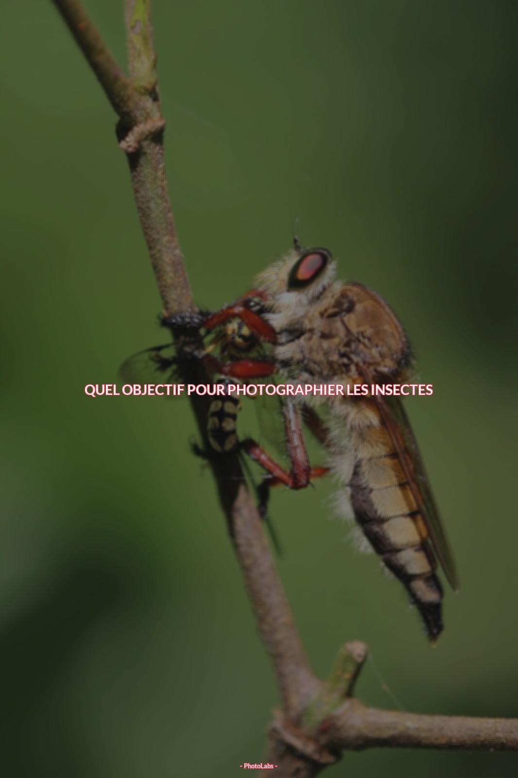 Quel objectif pour photographier les insectes ?