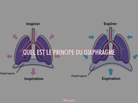 Quel est le principe du diaphragme ?