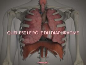 Quel est le rôle du diaphragme ?