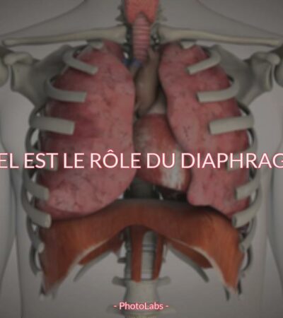 Quel est le rôle du diaphragme ?