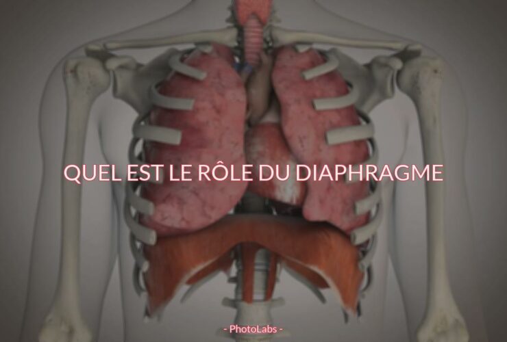 Quel est le rôle du diaphragme ?