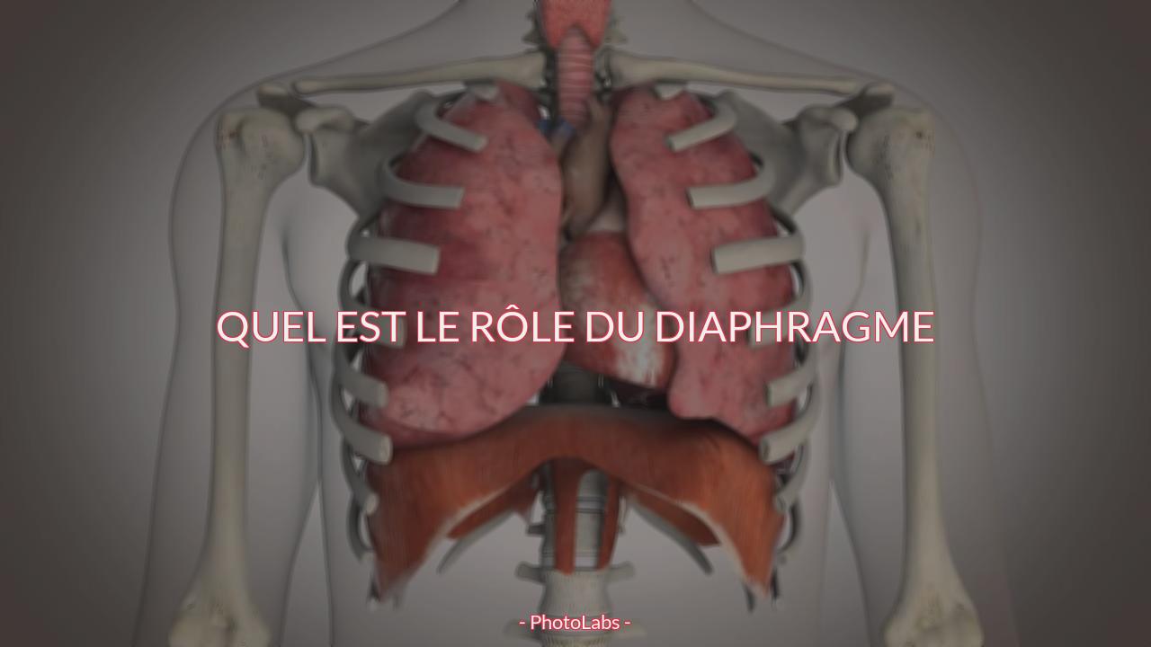 Quel est le rôle du diaphragme ?