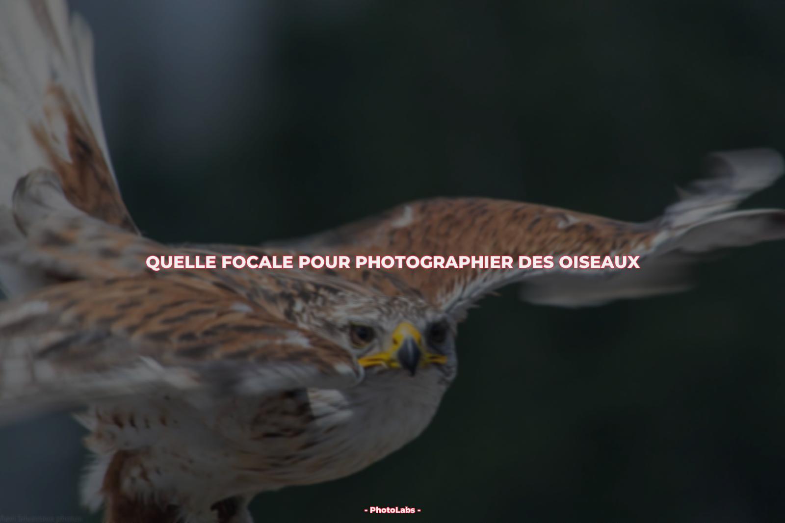Quelle focale pour photographier des oiseaux ?
