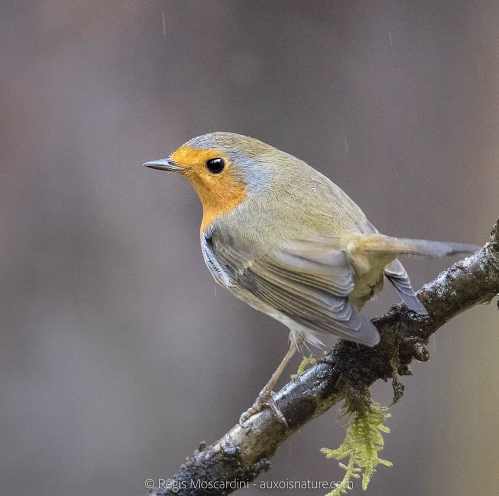 Pourquoi photographier les oiseaux - Auxois Nature