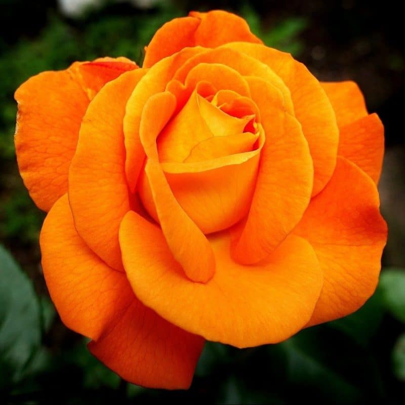 La Couleur Des Roses : Quelle Signification - In Rosea - Boutique De Roses éternelles