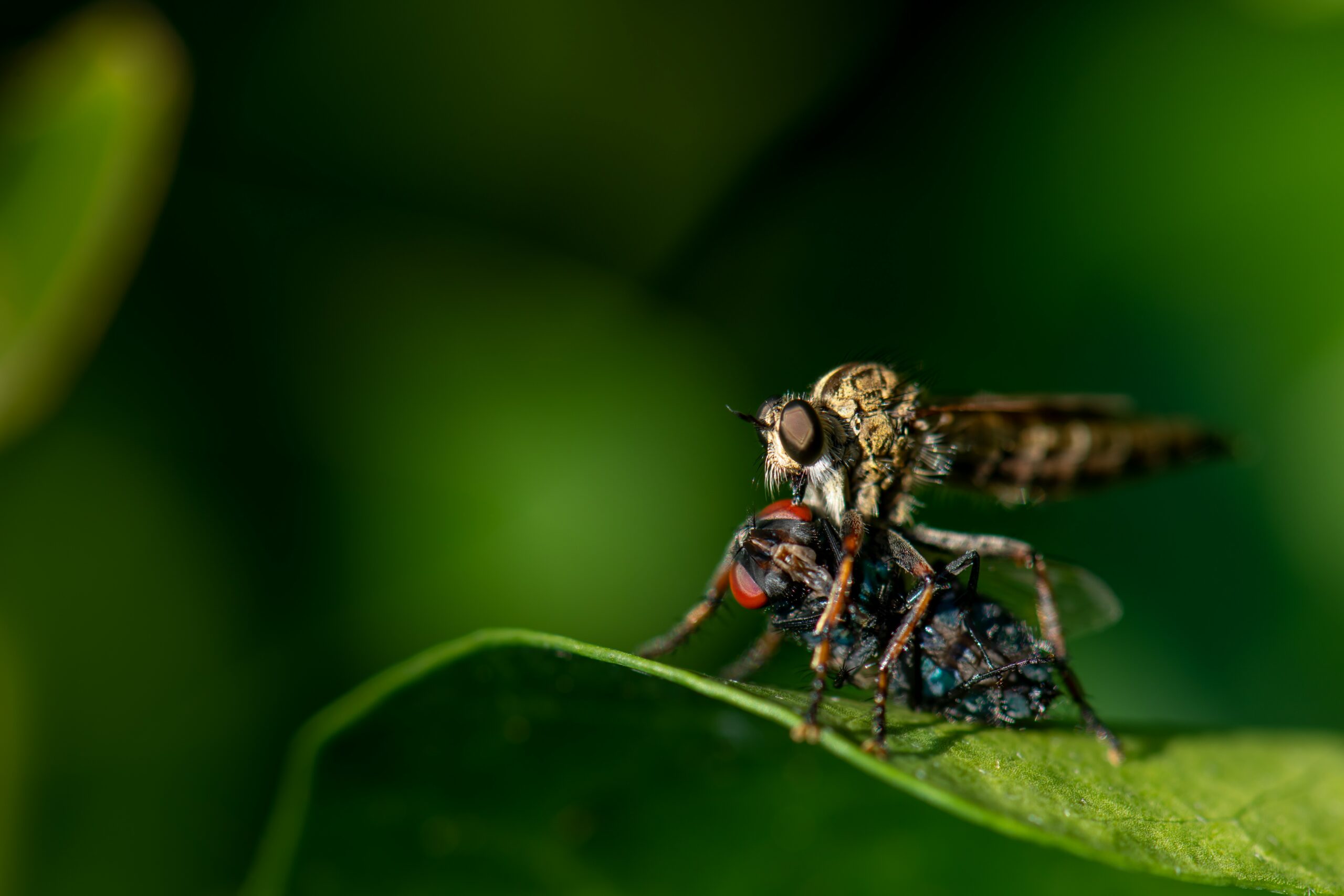 Photographier des insectes pour réussir des macros marquantes - Photo24
