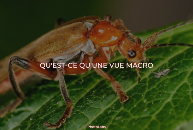 Qu'est-ce qu'une vue macro ?