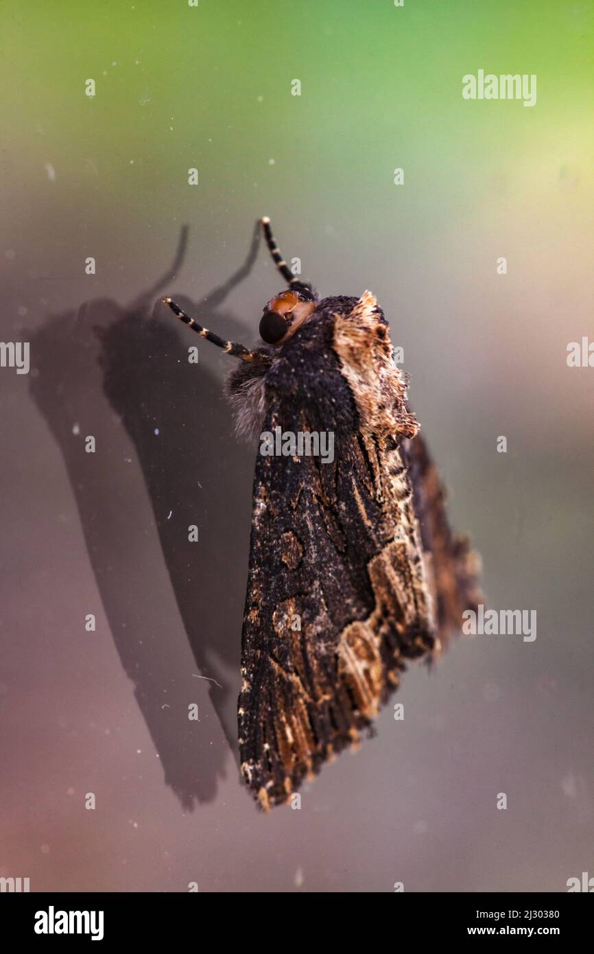 Vue macroscopique d'une noctuelle hérissée Stock Photo - Alamy
