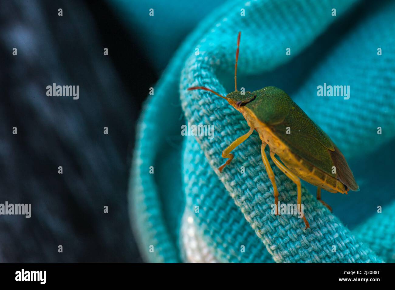 Vue macroscopique d'une punaise verte ponctuée Stock Photo - Alamy