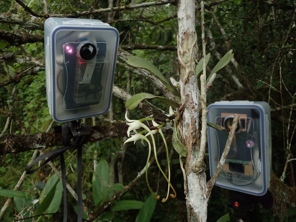 Une caméra piège innovante et « low-cost » pour étudier les interactions plantes-insectes ...